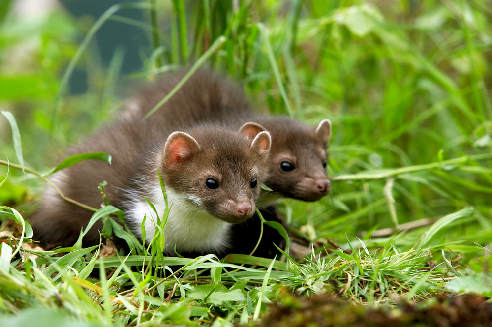 Tierkot von Mardern und Ratten im Garten erkennen: Wann Handlungsbedarf gilt