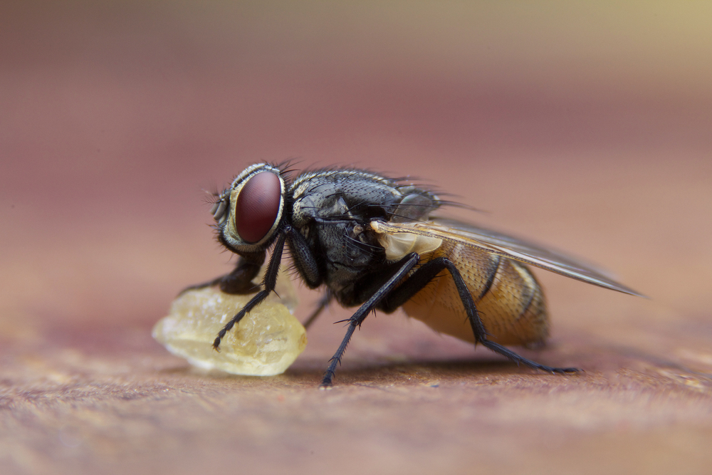 Wohnung fliegen 11 Hausmittel