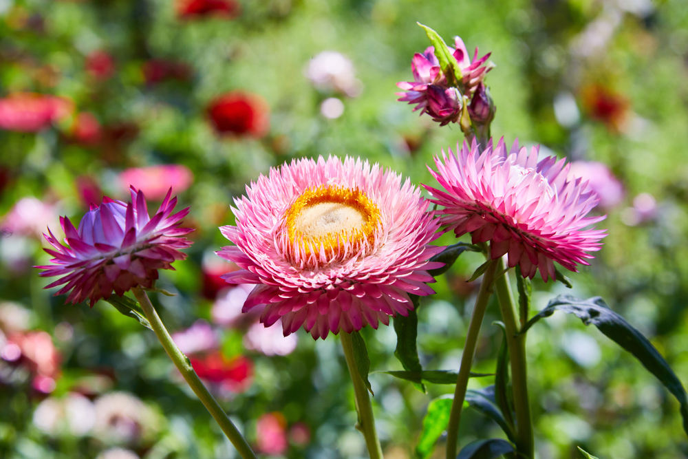 Helichrysum bracteatum