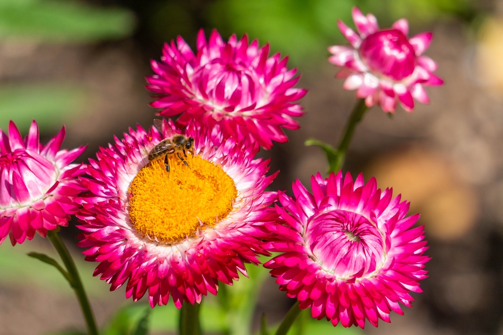 biene auf strohblume