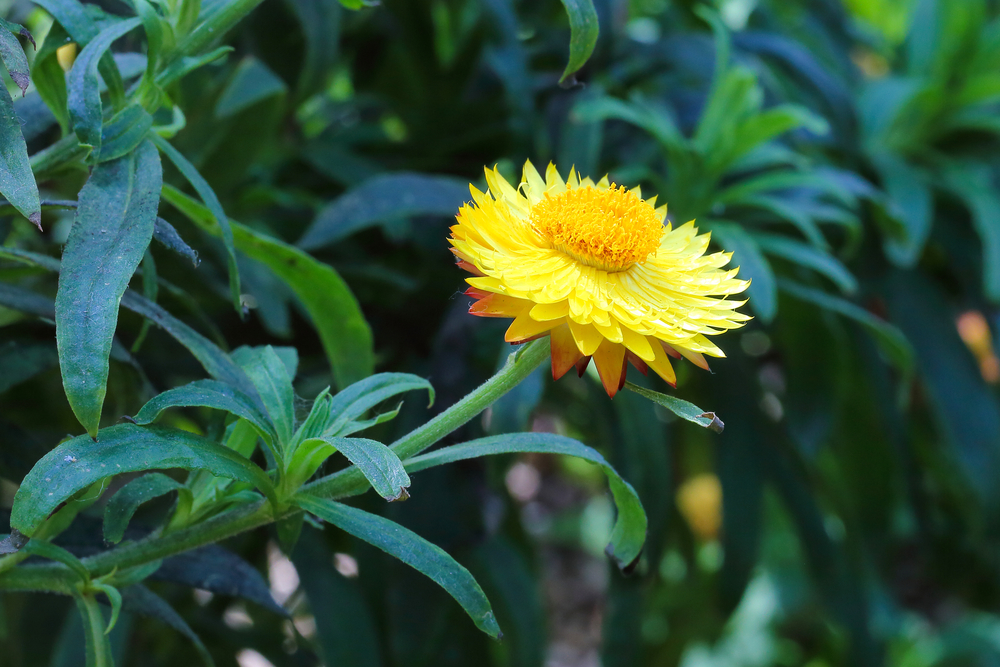 Helichrysum bracteatum Aussaat