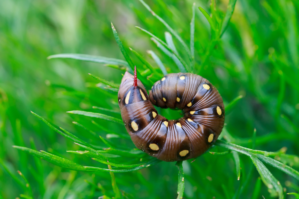 Hyles gallii