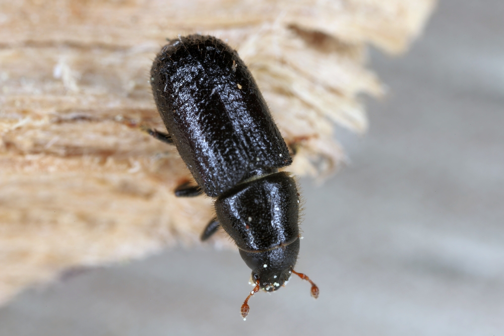 Dicke Borkenkäfer