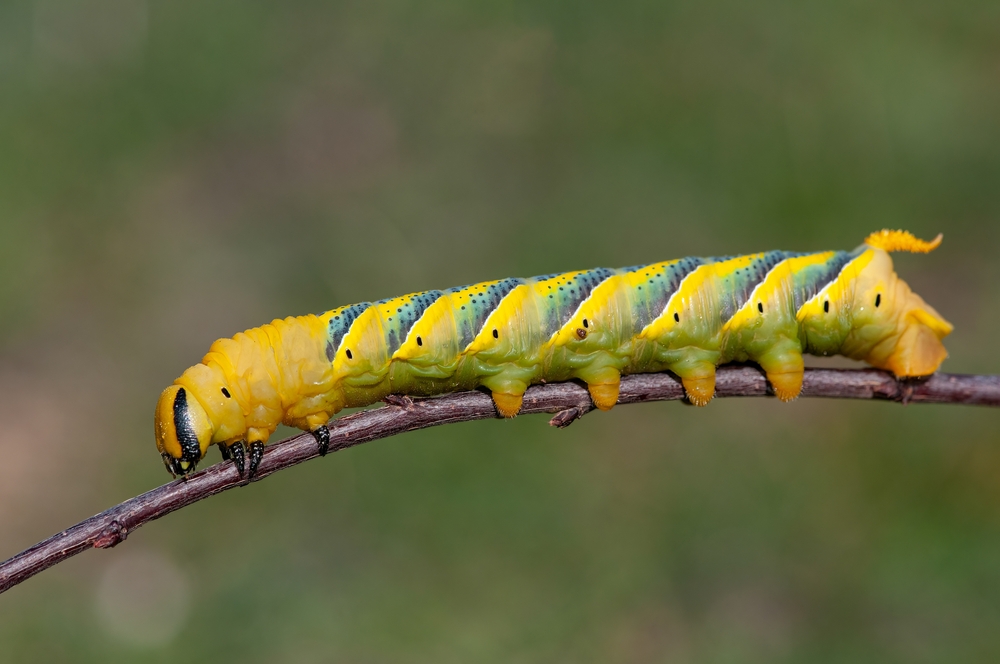 Acherontia atropos