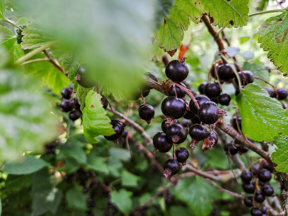 Strauch Mit Schwarzen Beeren Genuss Oder Risiko 