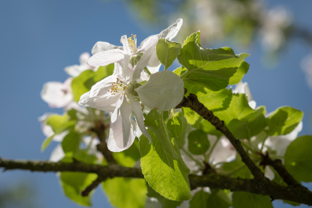 blühender apfelbaum