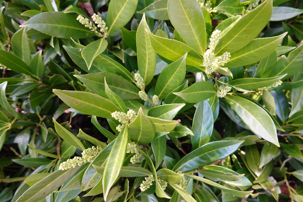 Prunus laurocerasus